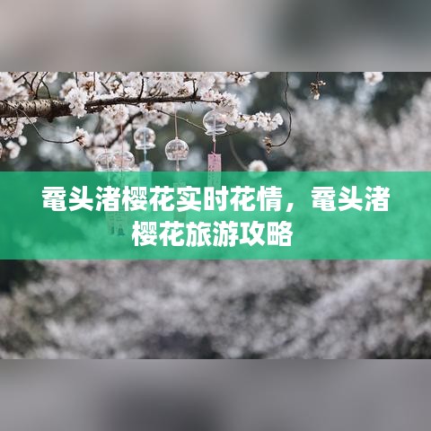 鼋头渚樱花实时花情，鼋头渚樱花旅游攻略 