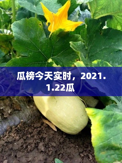 瓜榜今天实时，2021.1.22瓜 