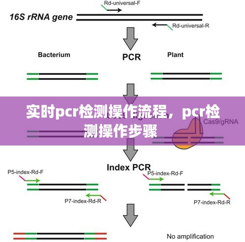 实时pcr检测操作流程，pcr检测操作步骤 