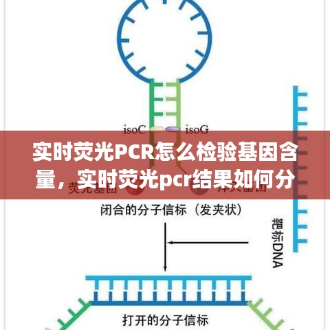 实时荧光PCR怎么检验基因含量，实时荧光pcr结果如何分析 