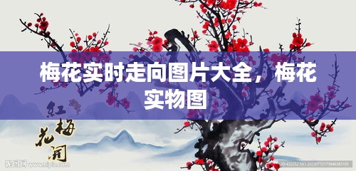 梅花实时走向图片大全，梅花实物图 