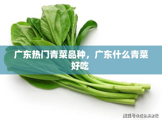 广东热门青菜品种，广东什么青菜好吃 