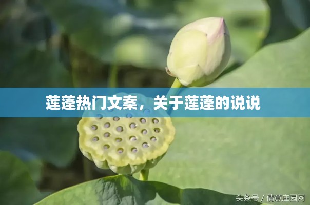 莲蓬热门文案，关于莲蓬的说说 