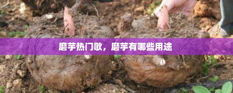 磨芋热门歌，磨芋有哪些用途 