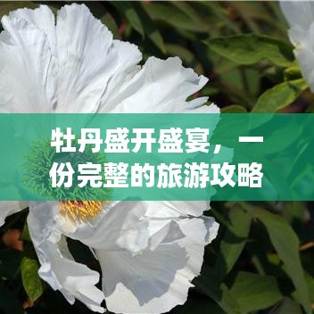 牡丹盛开盛宴，一份完整的旅游攻略