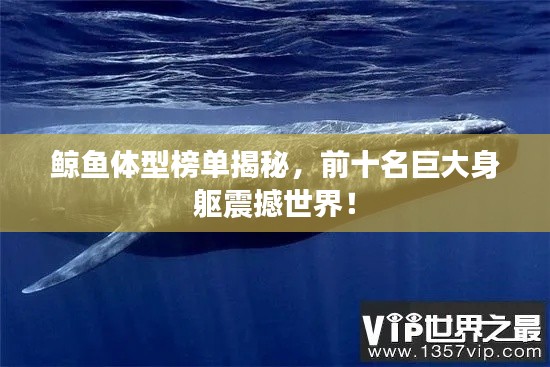 鲸鱼体型榜单揭秘，前十名巨大身躯震撼世界！