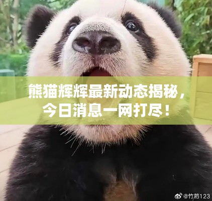 熊猫辉辉最新动态揭秘，今日消息一网打尽！