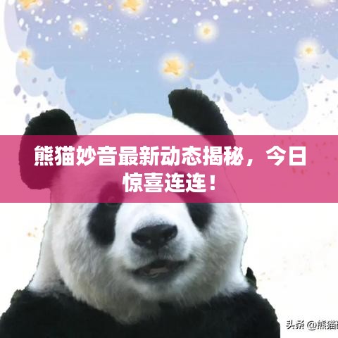 熊猫妙音最新动态揭秘，今日惊喜连连！