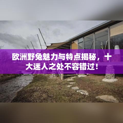 欧洲野兔魅力与特点揭秘，十大迷人之处不容错过！