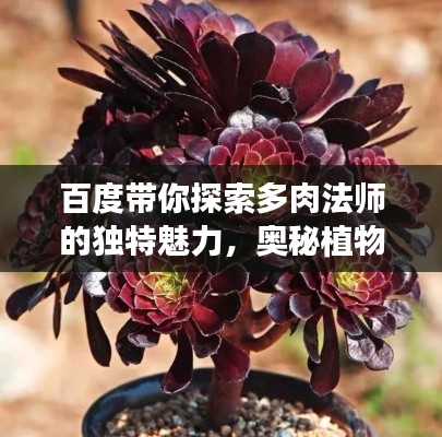 百度带你探索多肉法师的独特魅力，奥秘植物之旅