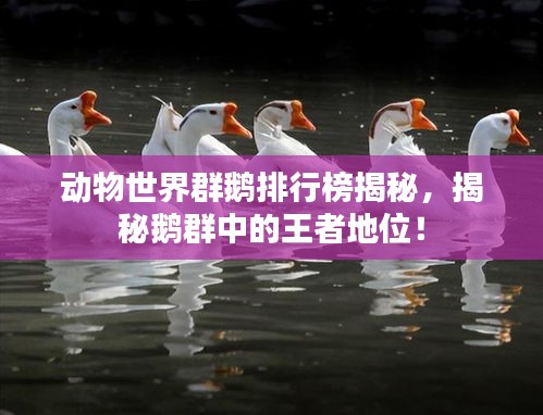 动物世界群鹅排行榜揭秘，揭秘鹅群中的王者地位！