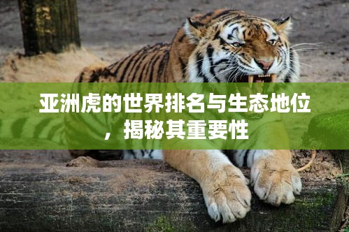 亚洲虎的世界排名与生态地位，揭秘其重要性