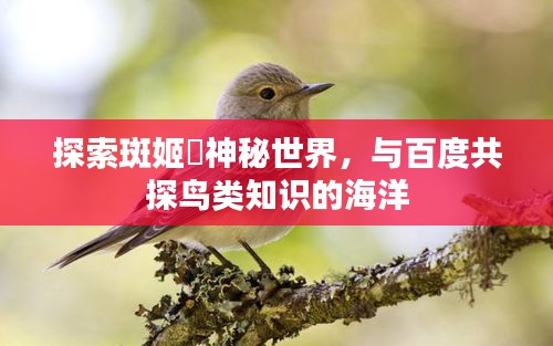探索斑姬鹟神秘世界，与百度共探鸟类知识的海洋