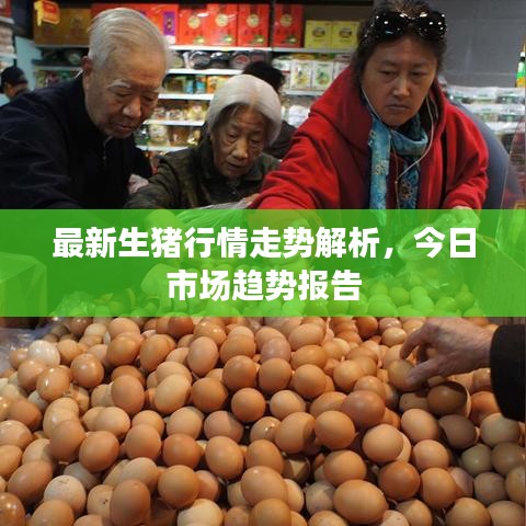 最新生猪行情走势解析，今日市场趋势报告