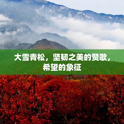 大雪青松，坚韧之美的赞歌，希望的象征