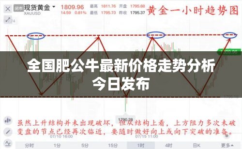 全国肥公牛最新价格走势分析今日发布