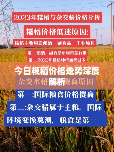 今日粳稻价格走势深度解析