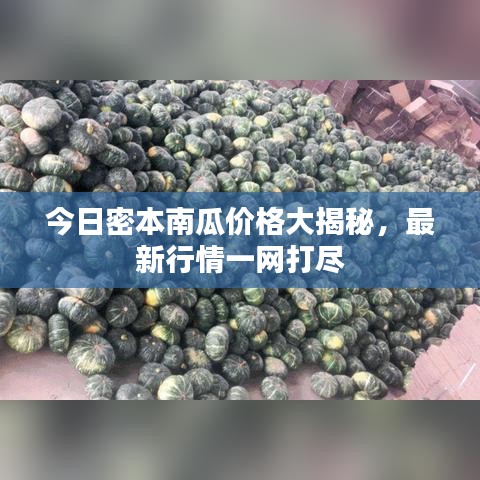 今日密本南瓜价格大揭秘，最新行情一网打尽