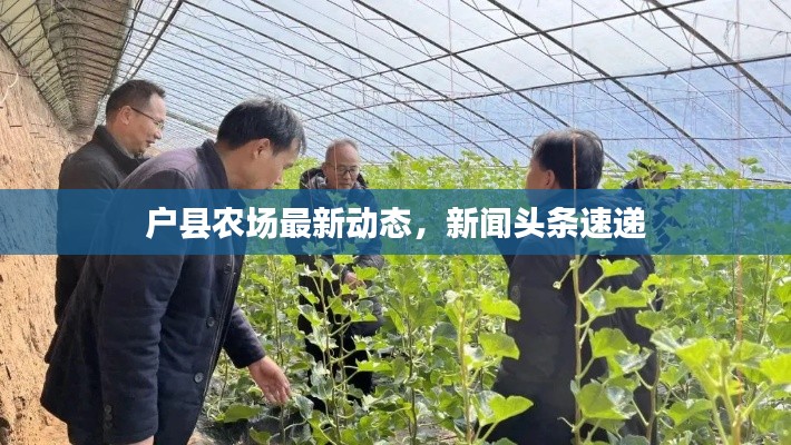 户县农场最新动态，新闻头条速递