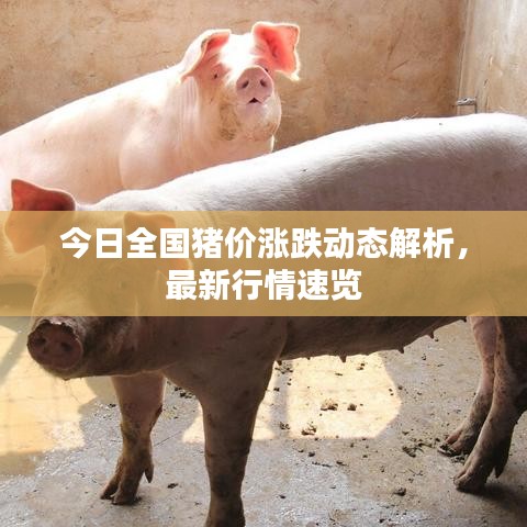 今日全国猪价涨跌动态解析，最新行情速览