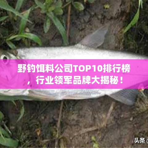 野钓饵料公司TOP10排行榜，行业领军品牌大揭秘！