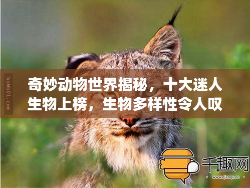 奇妙动物世界揭秘，十大迷人生物上榜，生物多样性令人叹为观止