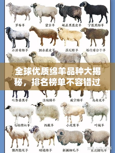 全球优质绵羊品种大揭秘，排名榜单不容错过！