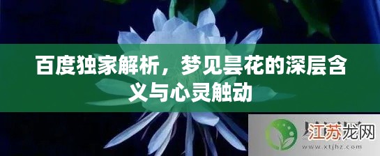 百度独家解析，梦见昙花的深层含义与心灵触动