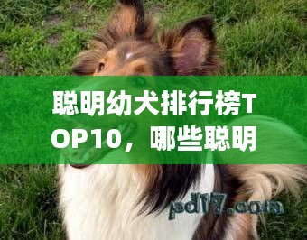 聪明幼犬排行榜TOP10，哪些聪明犬种荣登前十名？
