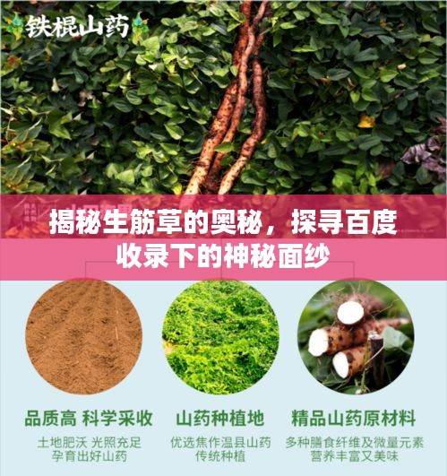 揭秘生筋草的奥秘，探寻百度收录下的神秘面纱