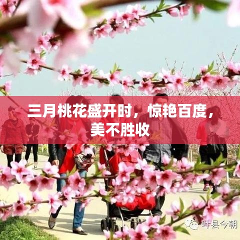 三月桃花盛开时，惊艳百度，美不胜收