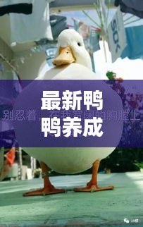 最新鸭鸭养成秘籍，一步步教你成为养鸭大师！