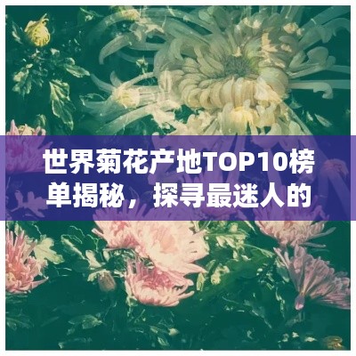 世界菊花产地TOP10榜单揭秘，探寻最迷人的菊花之源