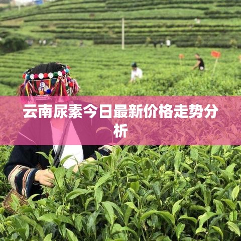 云南尿素今日最新价格走势分析