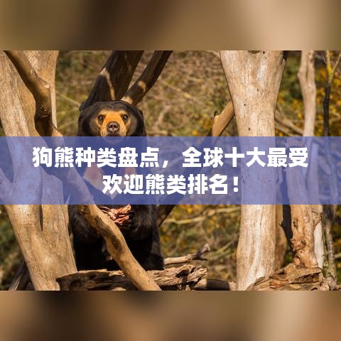 狗熊种类盘点，全球十大最受欢迎熊类排名！