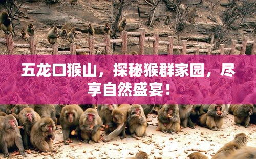 五龙口猴山，探秘猴群家园，尽享自然盛宴！