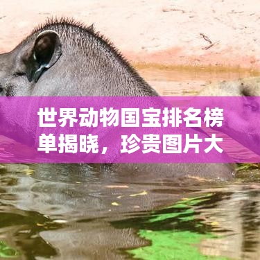 世界动物国宝排名榜单揭晓，珍贵图片大放送！