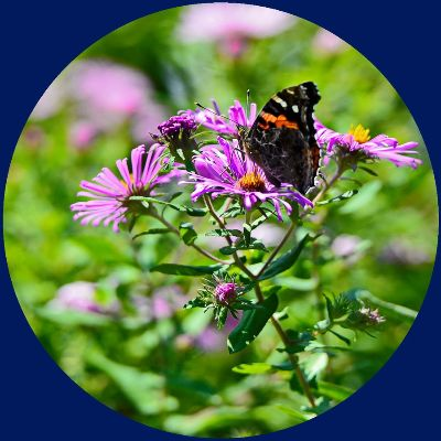 蝶恋花官方下载地址,深度应用解析数据-投资版_v7.844